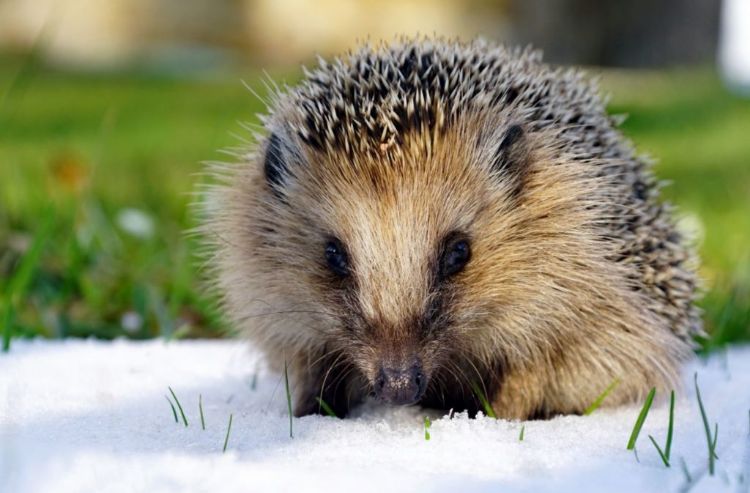 protéger un hérisson en hiver