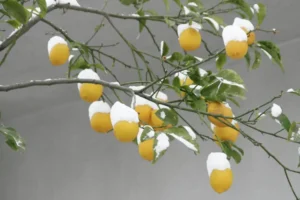 puis je laisser mon citronnier dehors en hiver quelle température négative supporte