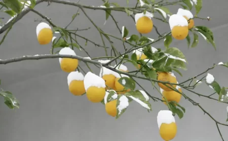 puis je laisser mon citronnier dehors en hiver quelle température négative supporte
