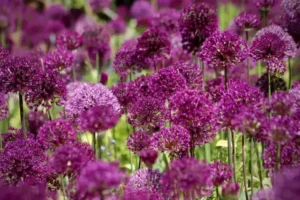 quand planter ail d ornement comment planter alliums fiche entretien