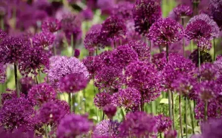 quand planter ail d ornement comment planter alliums fiche entretien