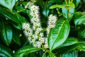 quand planter le laurier du portugal arbuste couvrir petites fleurs blanches parfumées