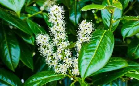 quand planter le laurier du portugal arbuste couvrir petites fleurs blanches parfumées