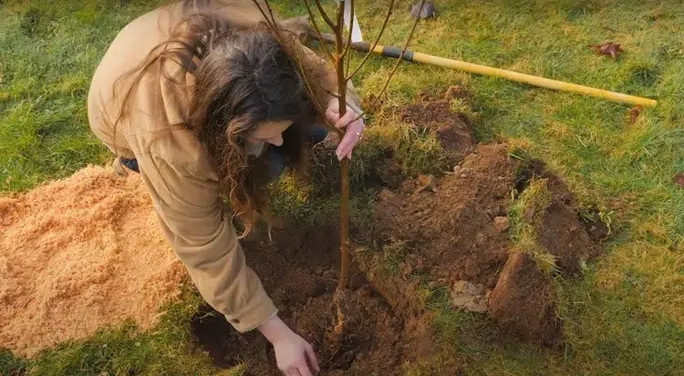 quand planter les arbres fruitiers au jardin