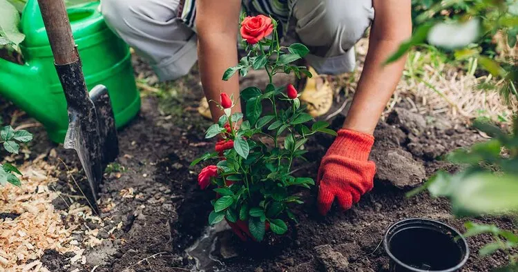 quand planter les rosiers vendus en contenants en pleine terre au jardin