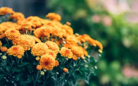 quand tailler les chrysanthèmes floraison passée éliminer tiges sèches abîmées