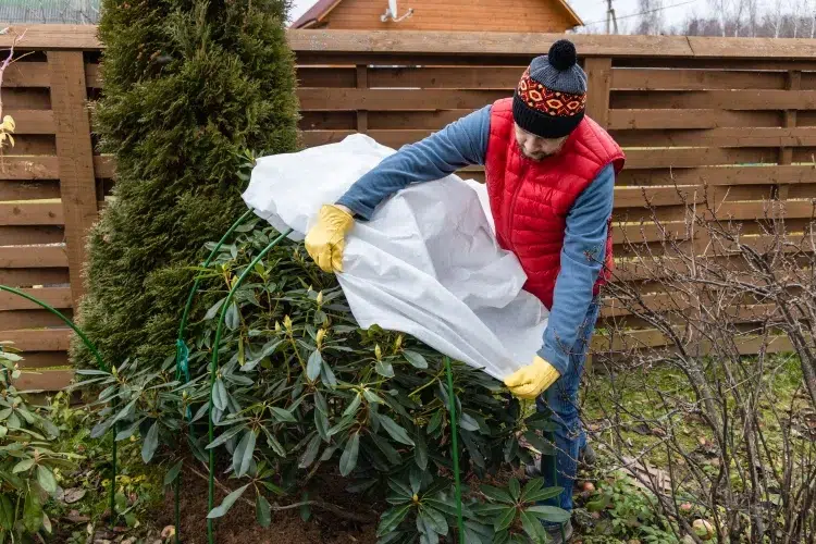 quand tailler les pivoines herbacées préparer hiver mettre voile hivernage paillage