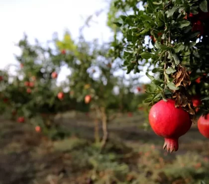 quel arbre fruitier planter dans un sol argileux grenadier