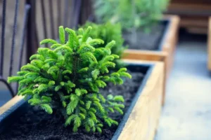 quel conifère reste petit nain pour balcon terrasse petit jardin