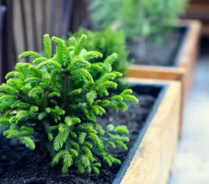 quel conifère reste petit nain pour balcon terrasse petit jardin