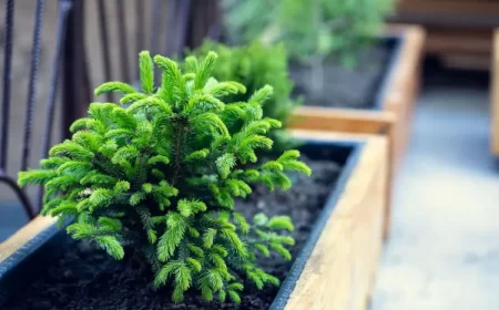 quel conifère reste petit nain pour balcon terrasse petit jardin