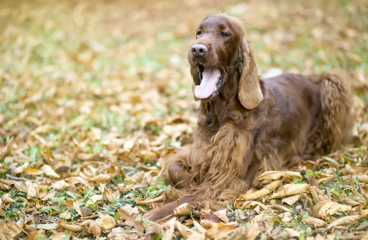 quel danger chien mange des feuilles mortes danger plantes toxiques pesticides dissuader animal