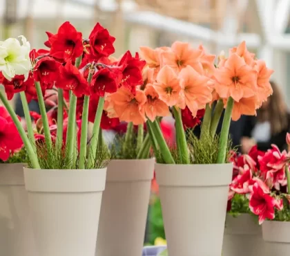 quel engrais pour amaryllis en pot amaryllis ewastudio envato plantes