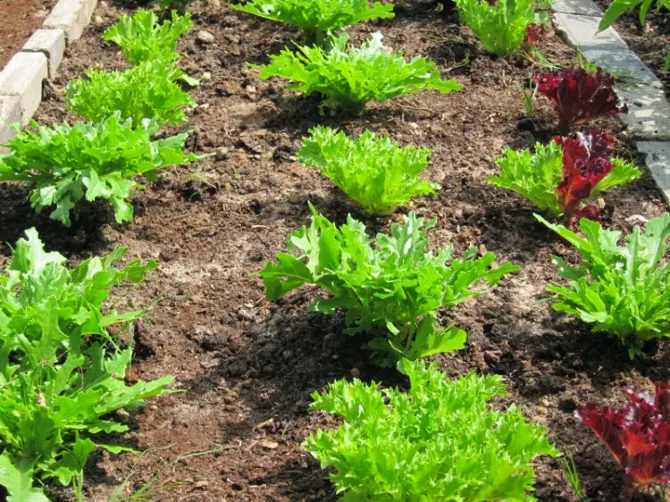 quel légume ne craint pas le gel planter automne hiver salades rustiques