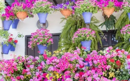 quelle plante associer avec un géranium vivace magnifiques compositions pourraient hiverner intérieur soins adéquats