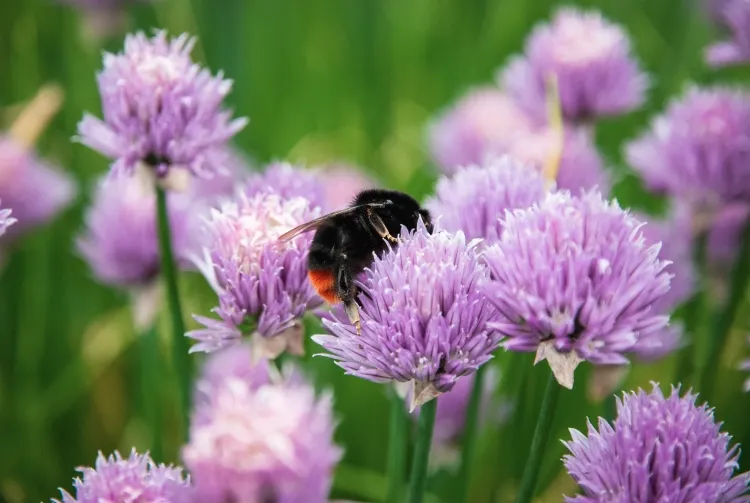 quelle plante mettre avec des géraniums allium ciboulette attire abeilles papillons insectes bénéfiques