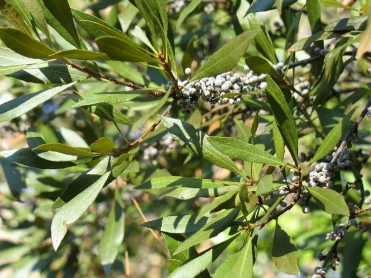 quelle plante pour remplacer thuya morella cerifera myrte cireux sud larges feuilles vert olive parfum