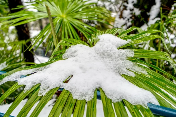 quelle température peut supporter un palmier