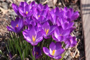 quelles fleurs vivaces planter en octobre crocus de printemps