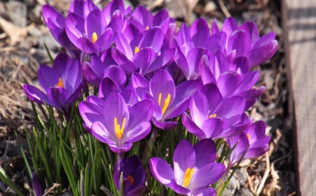 quelles fleurs vivaces planter en octobre crocus de printemps