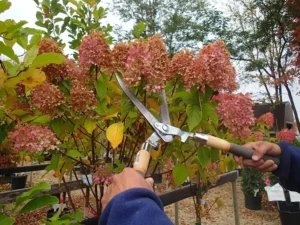 quels arbustes tailler en automne