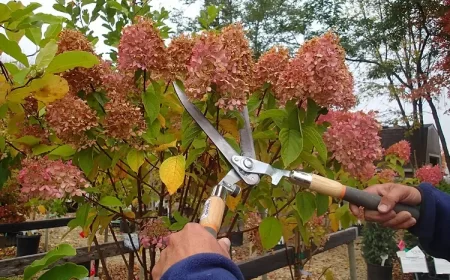 quels arbustes tailler en automne