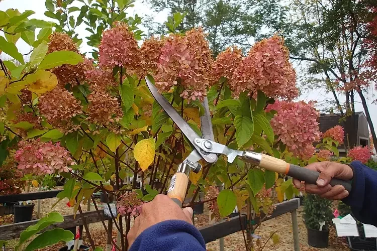 quels arbustes tailler en automne