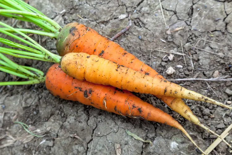 quels légumes planter en novembre au jardin carottes 