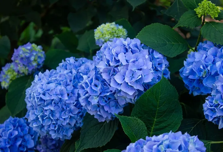 quels sont les arbustes à fleurs bleues à planter au jardin hortensia