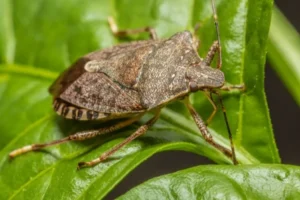se débarrasser des punaises des bois danger homme légumes sucer sang humain