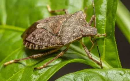 se débarrasser des punaises des bois danger homme légumes sucer sang humain