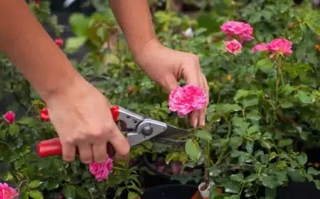 taille rosier miniature en pleine terre en pot conseils entretien