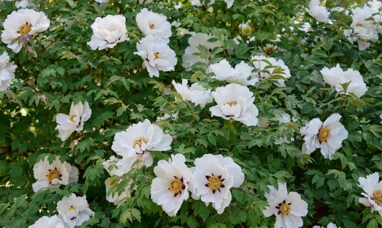 tailler les pivoines pour l’hiver pivoine arbustive printemps pivoine herbacée automne