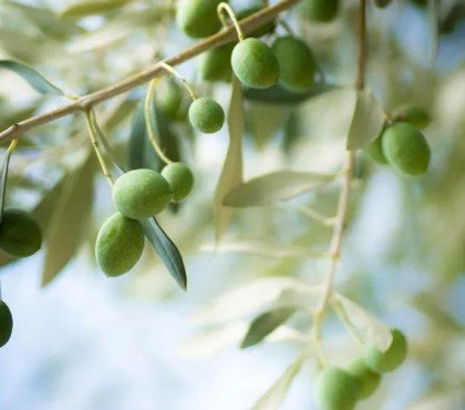 tailler un olivier en pot