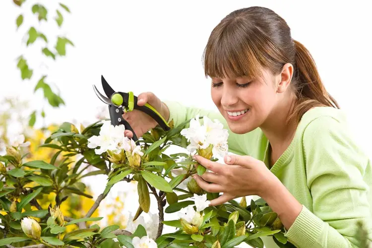 tailler un rhododendron en automne comment astuces expert
