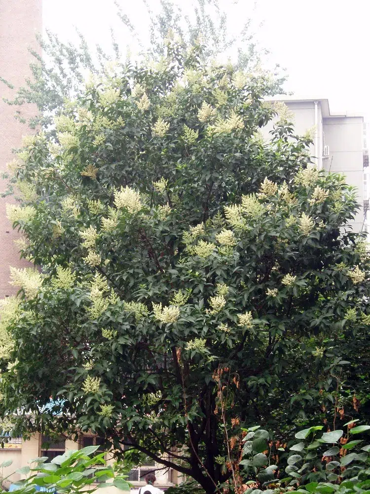 troène de chine arbre feuillage persistant sol acide qui pousse vite ombre brise vue jardin