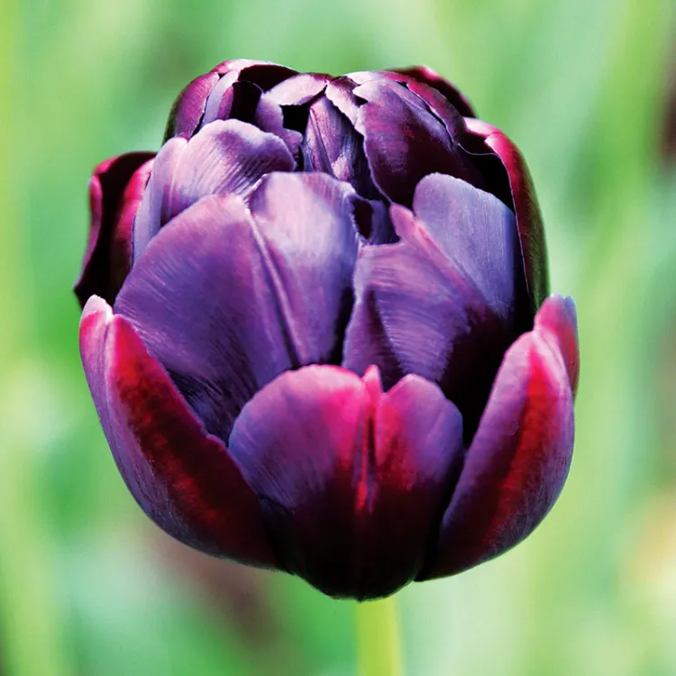 tulipe double black hero