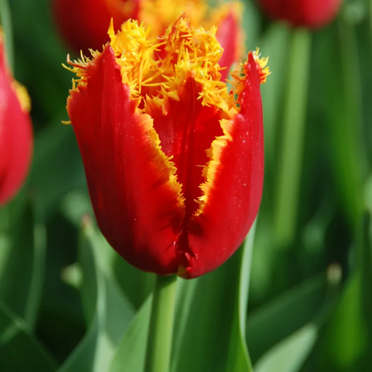 tulipes dentelles 2023