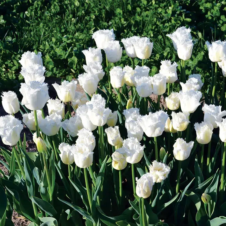 tulipes dentelles comme variétés de bulbes