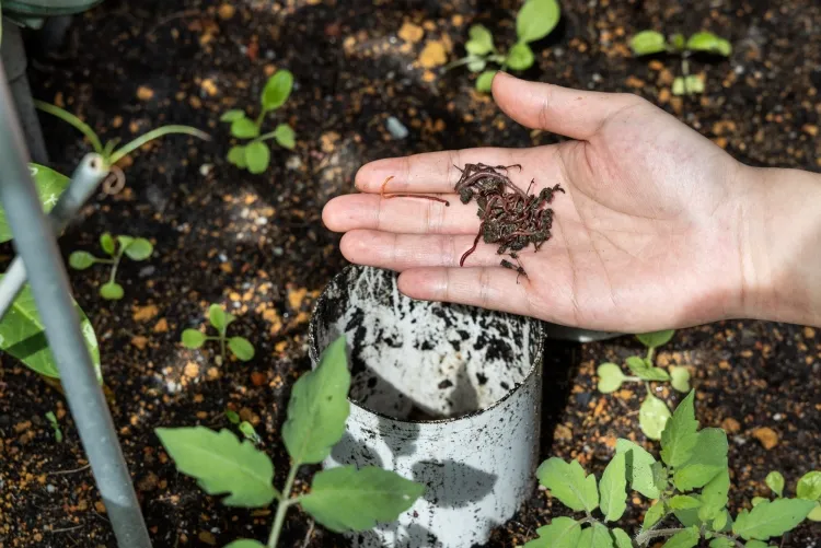 vers de terre dans son compost enrichir sol légumes potager zéro déchets produire