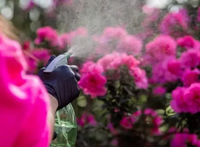 arrosage du rhododendron en hiver