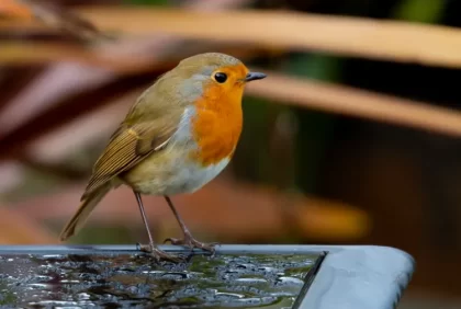 attirer les oiseaux sur le balcon nourriture preferee mesanges rouge gorge