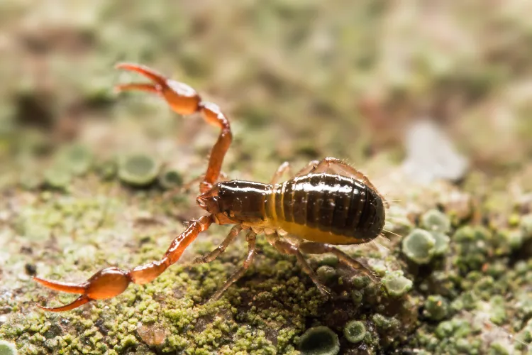 bébé scorpion dans la maison pseudoscorpion araignée predateur éloigner débarrasser
