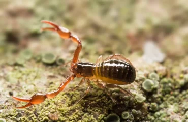 bébé scorpion dans la maison pseudoscorpion araignée predateur eloigner salle de bain