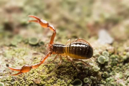 bébé scorpion dans la maison pseudoscorpion araignée predateur eloigner salle de bain