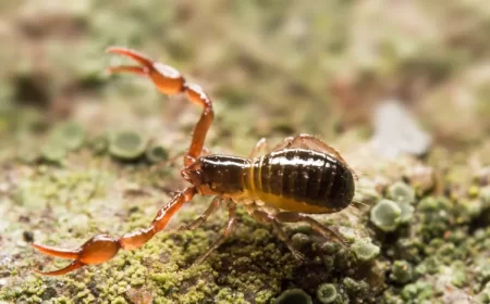 bébé scorpion dans la maison pseudoscorpion araignée predateur eloigner salle de bain