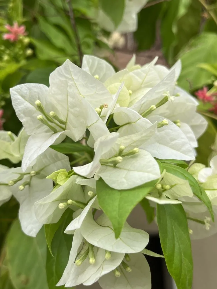 bougainvillier 'marie blanc' fleurs blanches en pot ou pleine terre