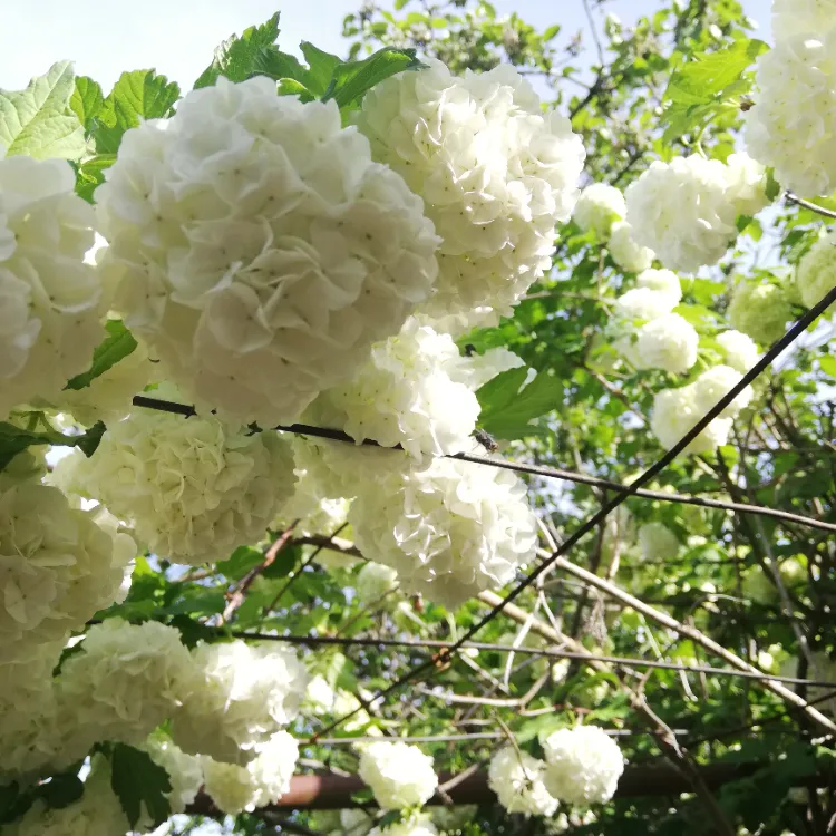 boule de neige ou viorne obier arbuste à fleurs blanches