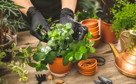 bouture kalanchoé quand floraison en pot terre entretien