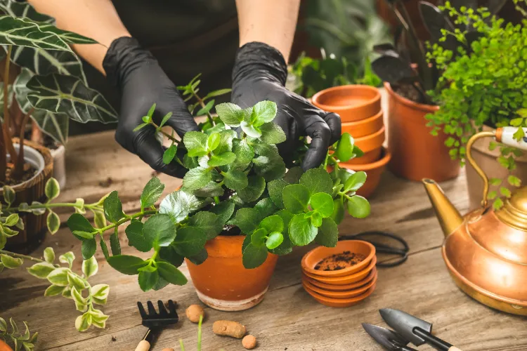 bouture kalanchoé quand floraison en pot terre entretien